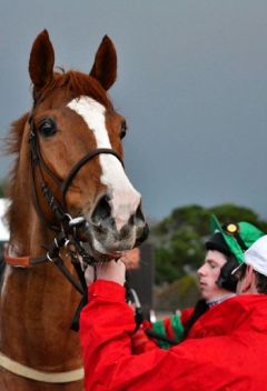 Il Presidente in Fontwell/GB Januar 2012  Foto: Lena Hartl