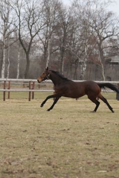 Winafortune auf Gestüt Fährhof März 2011 Foto: www.Rennstall-Woehler.de