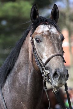 Der Dortmunder Sieger Zirconic Star. www.galoppfoto.de - Sabine Brose