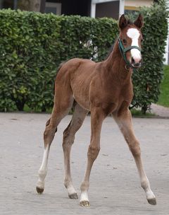 Wenige Tage alt ist dieses Stutfohlen v. Zamindar a. d. Sahara, Züchter Gestüt Bona. Foto: Silvia Göldner