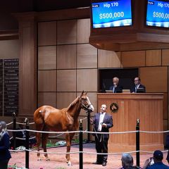 Der erste Halbmillionär bei den Jährlingen 2024 in den USA. Foto: Fasig-Tipton