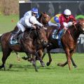 Queen's Harry kommt beim Einstand zu einem knappen Sieg. www.galoppfoto.de - WiebkeArt