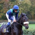 Abendwind mit Alexander Pietsch beim Aufgalopp zum Niederrhein-Pokal am 09.11.2014. Foto: Dr. Jens Fuchs