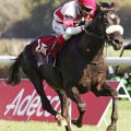 Der Samum-Sohn Notre Same landet mit Alexander Pietsch seinen zweiten Sieg in Folge, gewinnt auch beim Herbstmeeting in Baden-Baden 2014. www.galoppfoto.de - Sarah Bauer