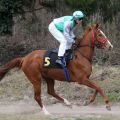 Dynamic Lips beim Aufgalopp, Krefeld 20.3.1016 (Foto: Dr. Jens Fuchs)