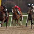 Golden Tango gewinnt mit Tommaso Scardino im Sattel beim Sandbahn-Finale 2019-2020 in Dortmund. www.galoppfoto.de - Stephanie Gruttmann