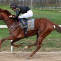 Golden Tango siegt mit Tommaso Scardino beim Dortmunder Sandbahn-Finale 2019-2020. www.galoppfoto.de - Stephanie Gruttmann