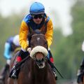 Hat noch eine Derbynennung - der Dresdner Sieger Nordvulkan mit Alexander Pietsch. www.galoppfoto.de - Frank Sorge