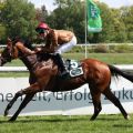 Als Debütant überraschte Iron Man mit René Piechulek im 1600-Meter-Maiden in Köln als 16,5:1-Außenseiter. @Dr. Jens Fuchs