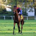 Der Dank des Jockeys an das Pferd: Filip Minarik und Ivanhowe nach dem Sieg im Pastorius - Großer Preis von Bayern. Foto: Dr. Jens Fuchs