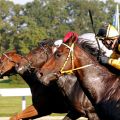 Knapper Einlauf im Wetten XXL-Preis - innen hat Stall Tondoses Birthday Lion mit Andreas Helfenbein für Trainer Uwe Stoltefuß die Nase vorn. www.klatuso.com