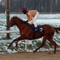 Königsadler siegt mit Rene Piechulek im RaceBets.com-Championspreis, Agl. II, am letzten Renntag des Jahres 2014 in Dortmund. Foto: Dr. Jens Fuchs