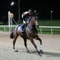 Moscatello beim Aufgalopp in Neuss (Foto: Dr. Jens Fuchs)