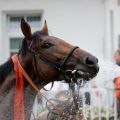 Verdiente Erfrischung für den Derbysieger Nutan. Foto: Dr. Jens Fuchs