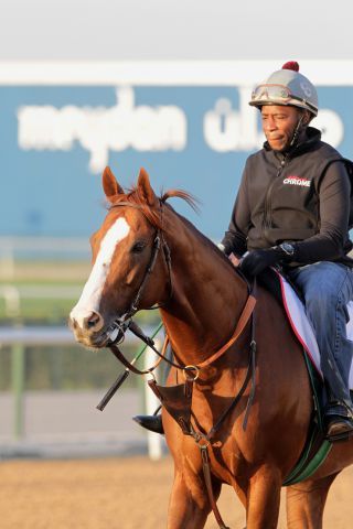 California Chrome bei der Morgenarbeit in Dubai. www.galoppfoto.de