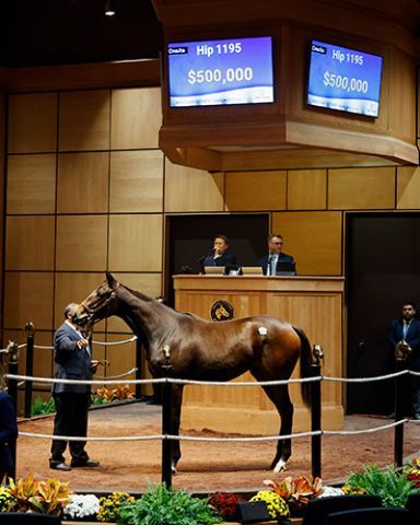 Gary Barber erwarb diese Curlin-Tochter. Foto: Fasig-Tipton