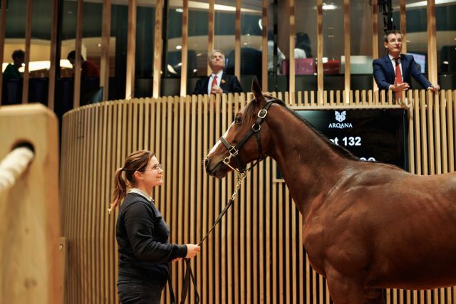 An Coolmore ging für 420.000 Euro dieser Siyouni-Hengst. Foto: Arqana/Z. Lupa