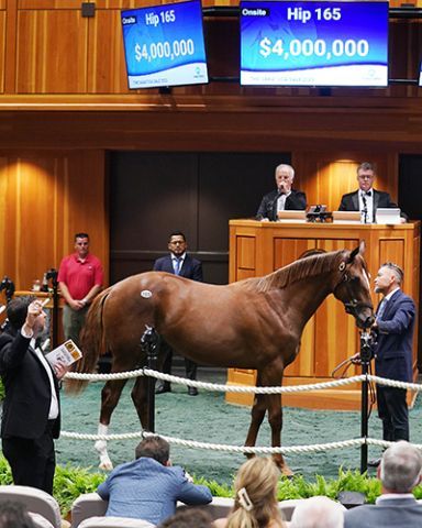 Einen solchen Preis hatte schon lange kein Jährling bei Fasig-Tipton gekostet. Foto: Fasig-Tipton