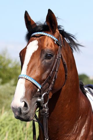 Royal Youmzain soll im Gran Premio des Jockey Club starten. www.galoppfoto.de - Sabine Brose