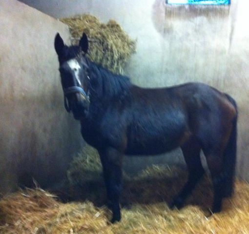 Wohlbehalten im Coolmore Stud in Irland angekommen: Gestüt Wittekindshofs 'Grande Dame' Elle Danzig. Foto: www.Taxi4Horses.com