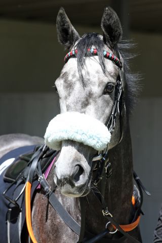 Auf den Spuren der Schwester wandelt A Racing Beauty in den italienischen Oaks. A Raving Beauty belegte 2016 Platz 4, avancierte später zur Gr. I-Siegerin. www.galoppfoto.de - Sabine Brose