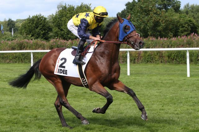 Grocer Jack startet am Sonntag im Prix du Prince Orange. www.galoppfoto.de - Frank Sorge