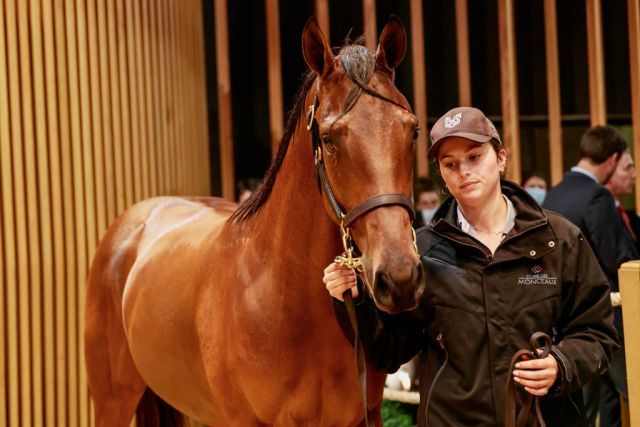 Coolmore ersteigerte diesen Camelot-Hengst. Foto: Arqana/Zuzanna Lupa