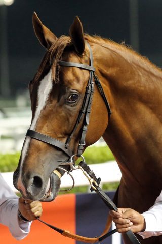 Hypothetial tritt mit einem Sieg aus den Firebreak-Stakes nun auf Gr. I-Ebene in der Al Maktoum Challenge R3 an. www.galoppfoto.de - Frank Sorge