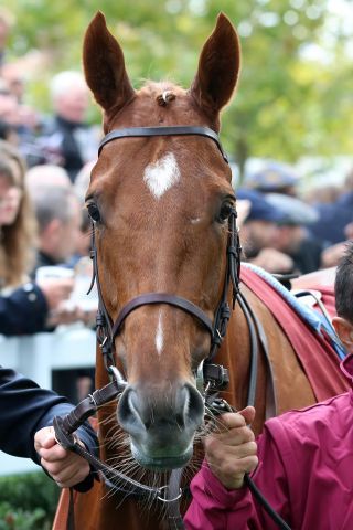 Der Gr. I-Sieger Hurricane Lane soll in Finest Surprise Stakes in Newbury sein Comeback geben. www-galoppfoto.de - Frank Sorge