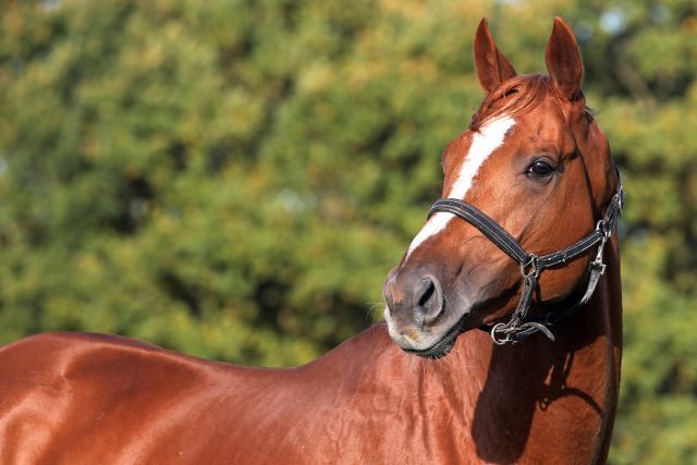 Torquator Tasso at Auenquelle stud. www.galoppfoto.de - Sabine Brose