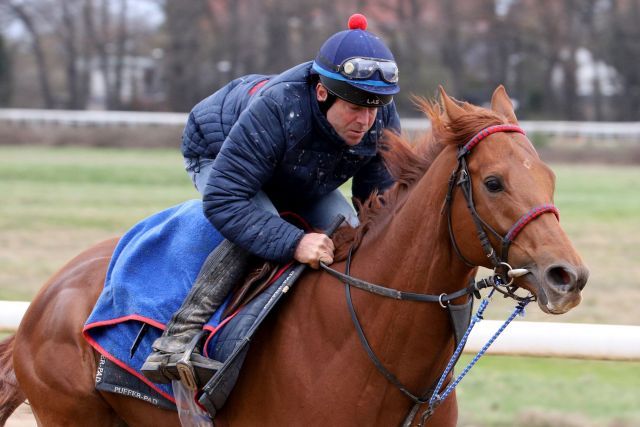 Tünnes, hier bei der Morgenarbeit, startet am Freitag unter Rene Piechulek im Coronation Cup. www.galoppfoto.de - Sandra Scherning