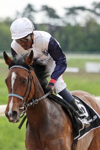 Lady Ewelina, hier beim Aufgalopp vor dem Schwarzgold-Rennen, soll unter Eddie Pedroza im Prix de Diane laufen. www.galoppfoto.de - Stephanie Gruttmann