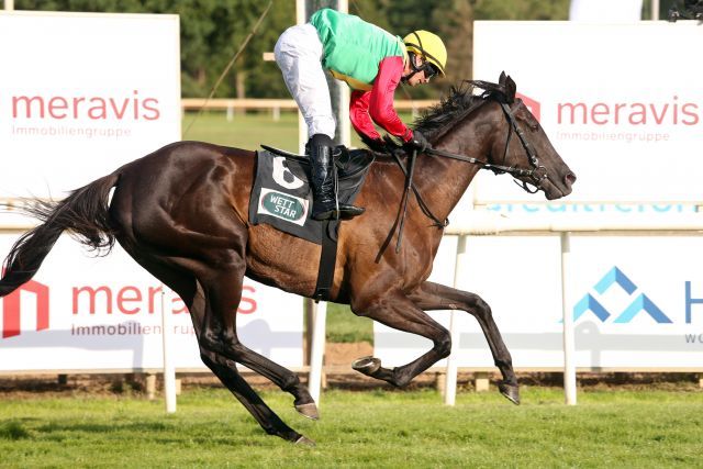 Nastaria could run in the Irish St. Leger in September. www.galoppfoto.de - Sabine Brose