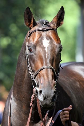 Lucas Cranach, one of the first German horses in Australia. www.galoppfoto.de - Sabine Brose