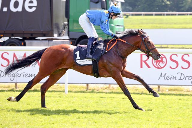 Argentum, jüngst Sieger in Hannover, ist nur einer von mehreren deutschen Aspiranten auf den Derbysieg. www.galoppfoto.de - Sabine Brose