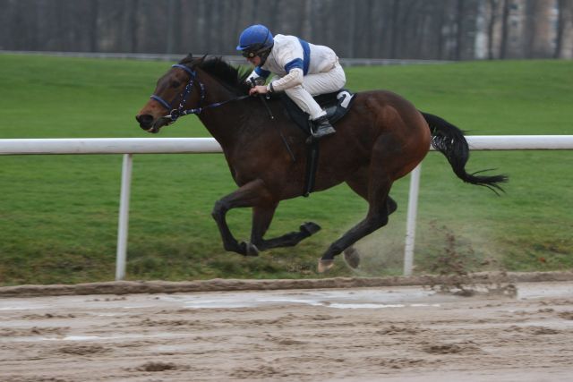 Kronerbe bei einem seiner letztjährigen Erfolge auf der Dortmunder Sandbahn. www.galoppfoto.de