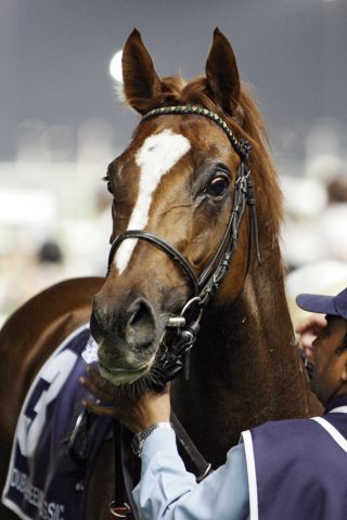 Girolamo (hier vor seinem Dubai-Start) ist im Hansa-Preis der klare Favorit Foto: www.galoppfoto.de