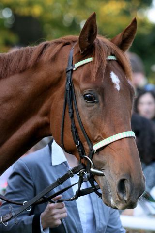 Der Winterfavorit Isfahan könnte am Sonntag im Criterium de Saint-Cloud starten. www.galoppfoto.de - Sandra Scherning