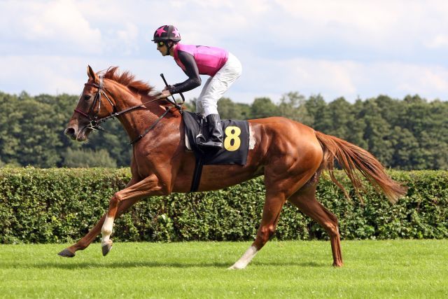 Amazing Beauty mit Eugen Frank beim Aufgalopp. www. galoppfoto.de - Sabine Brose