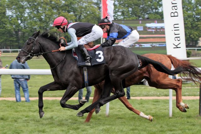 Erster Starter und erster Sieger seines Vaters Kamsin: Amazonit gewinnt mit Harry Bentley beim Debut in Köln. www.galoppfoto.de - Sandra Scherning