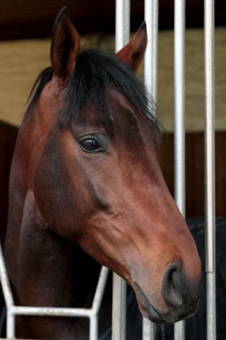 Gr. I-winning hurdler Aramon (Monsun). www.galoppfoto.de - Sandra Scherning