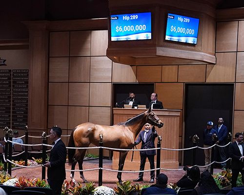 McKulick im Auktionsring. Foto: Fasig-Tipton