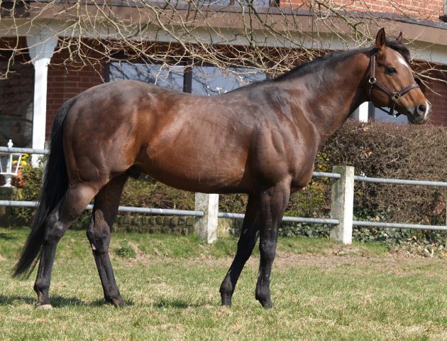 Stallion Areion im April 2011 im Gestüt Auenquelle. www.dequia.de - Silvia Göldner