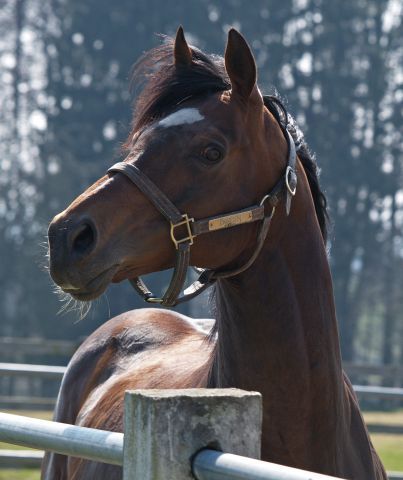 Doyen - Stallion in Auenquelle. www.dequia.de - Silvia Göldner