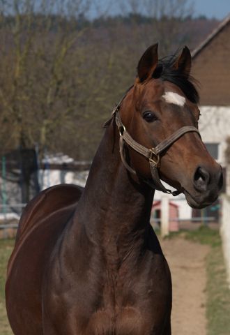 Doyen, Stallion im Gestüt Auenquelle. www.stallion-doyen.de