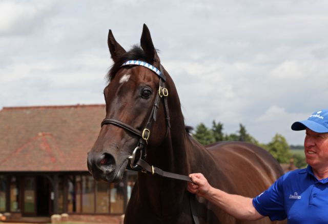 Aureum erlöste 220.000gns. Foto: Tattersalls