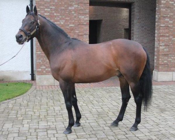 Azamour im Gilltown Stud. Foto: Claudia von der Recke