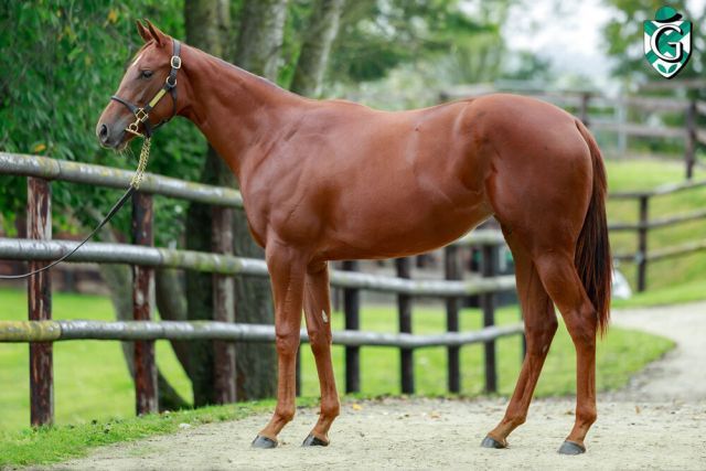 Thomas Jander ersteigerte für 67.000 Euro diese Sea The Moon-Tochter. Foto: Görlsdorf