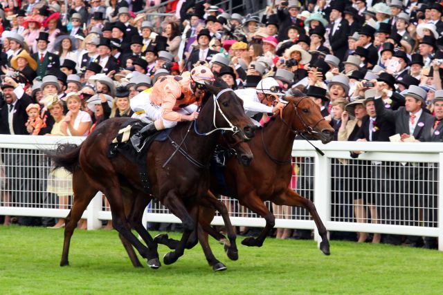 Black Caviar (vorne) bei ihrem knappen Sieg in Royal Ascot. www.galoppfoto.de - Sandra Scherning