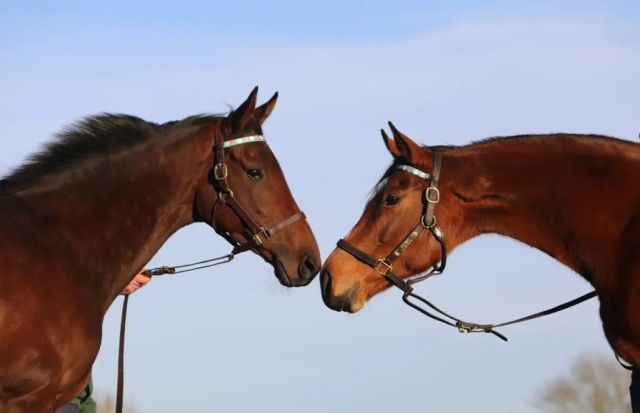 Bluestocking und Enable. Foto: Juddmonte